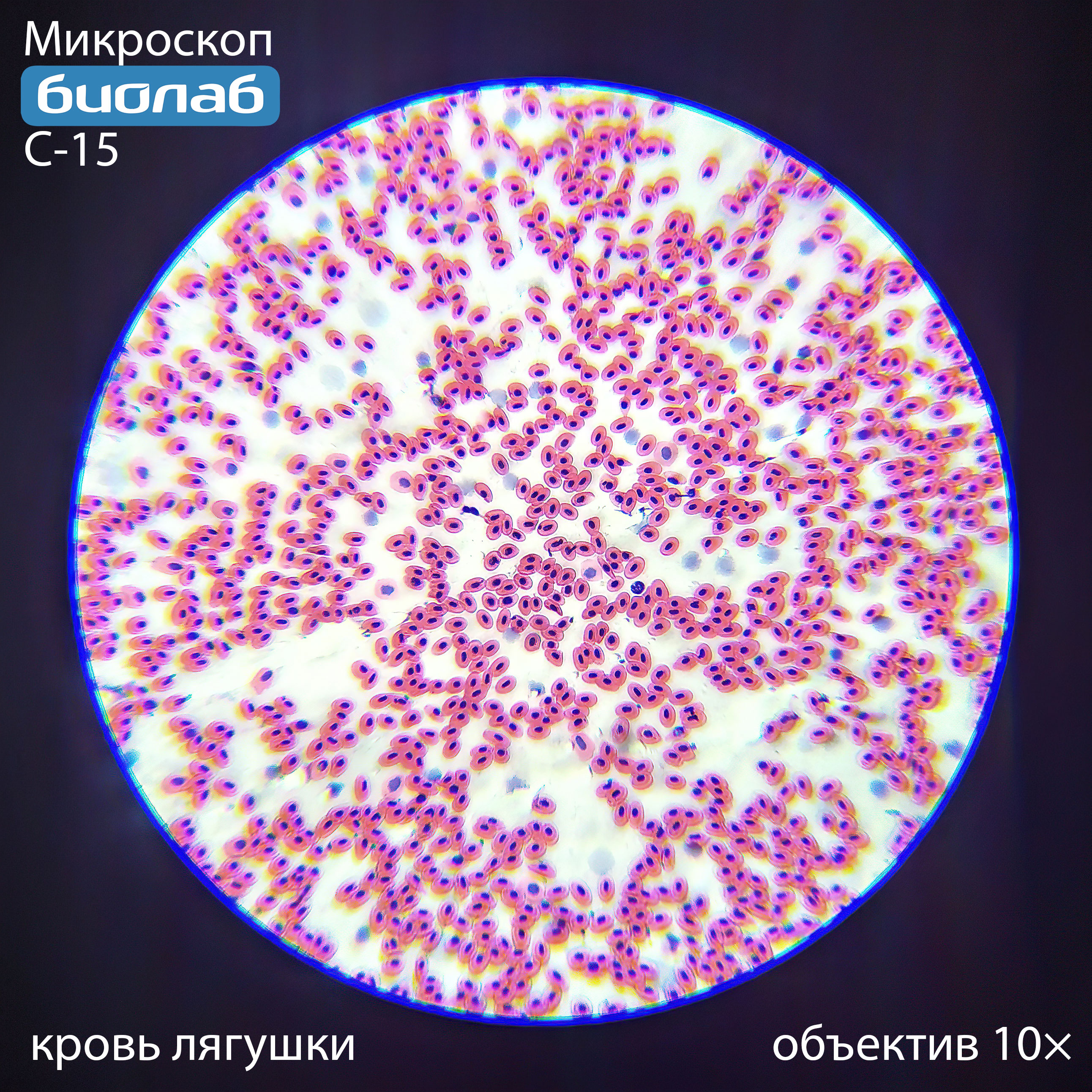 кровь лягушки при увеличении 10х