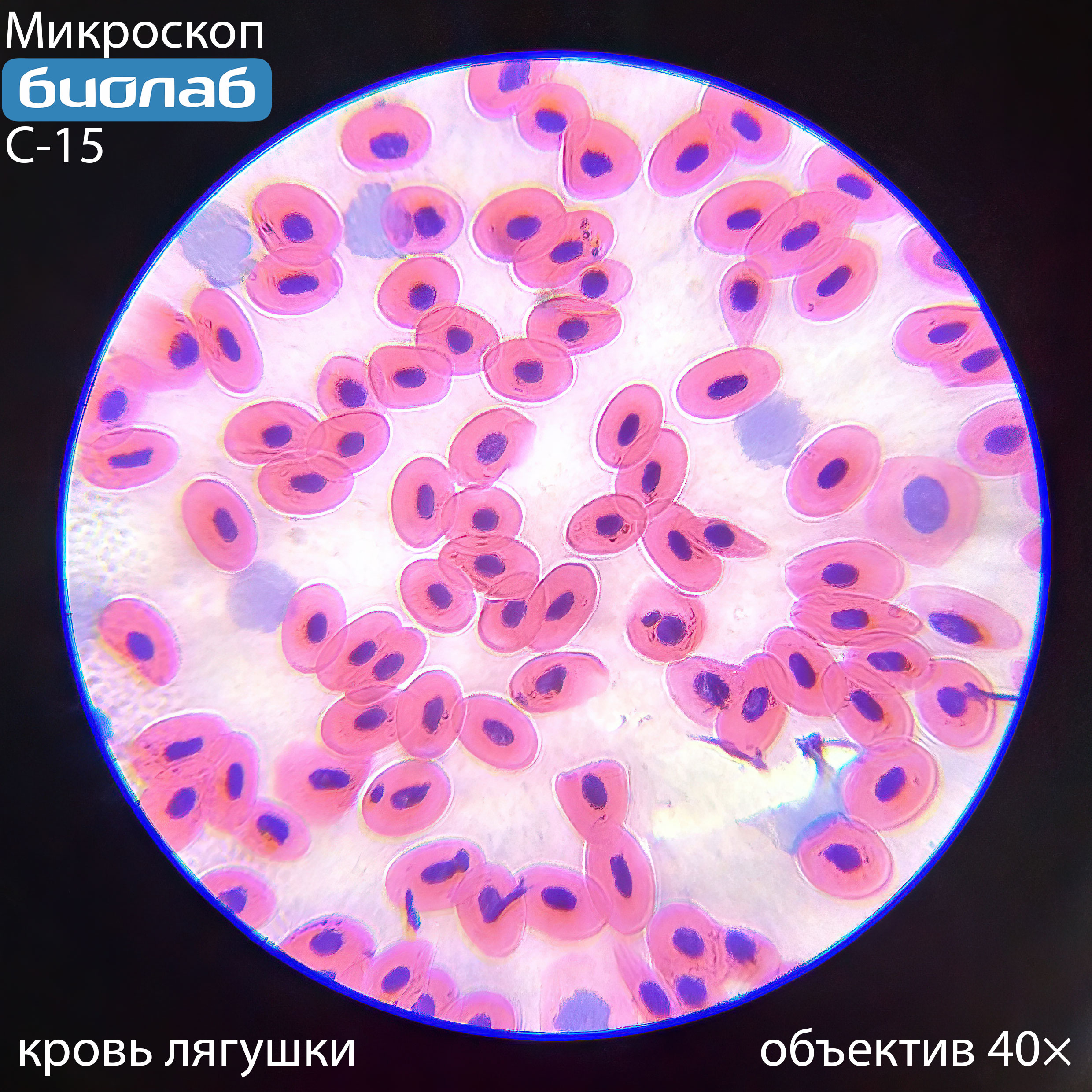 кровь лягушки при увеличении 40х