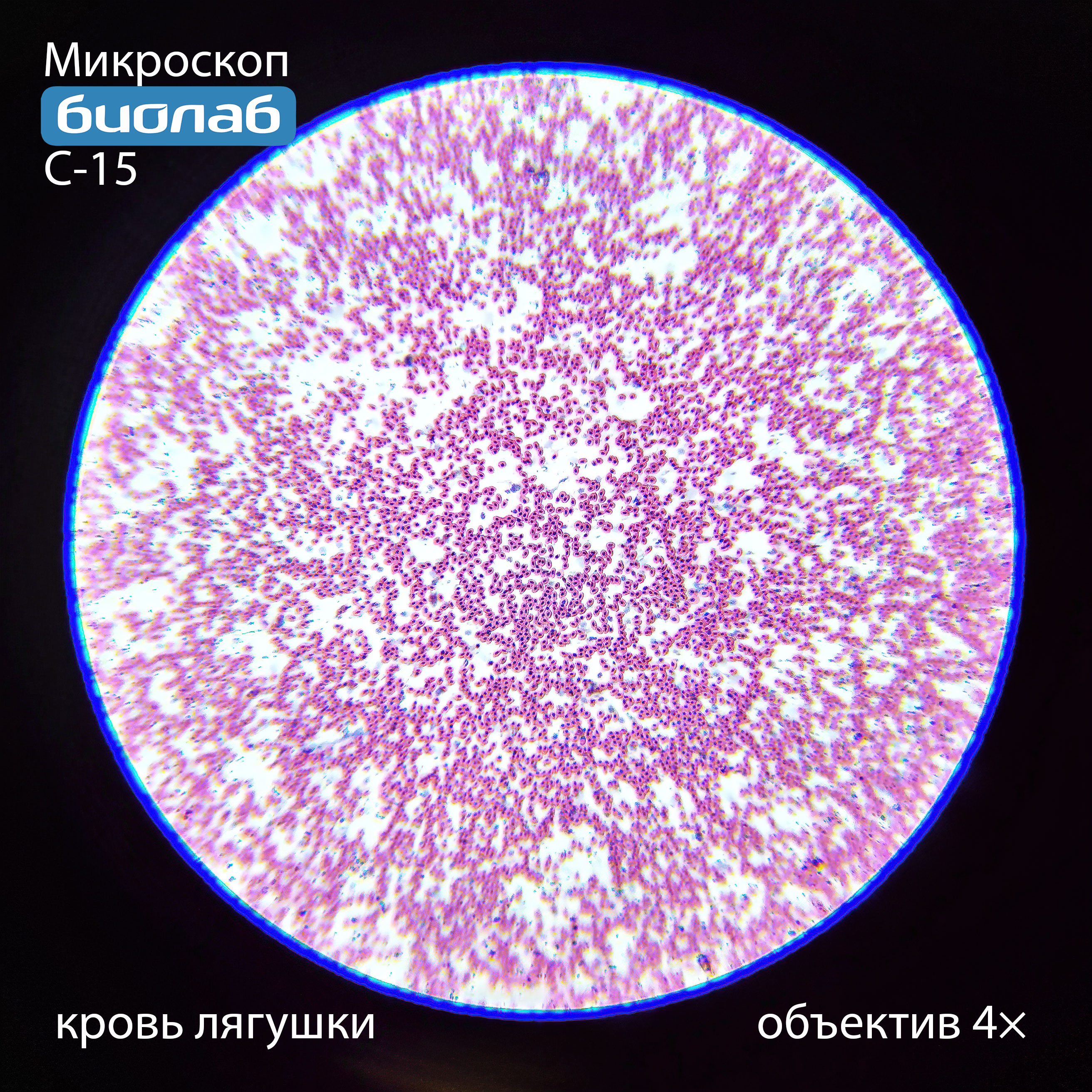 кровь лягушки при увеличении 4х