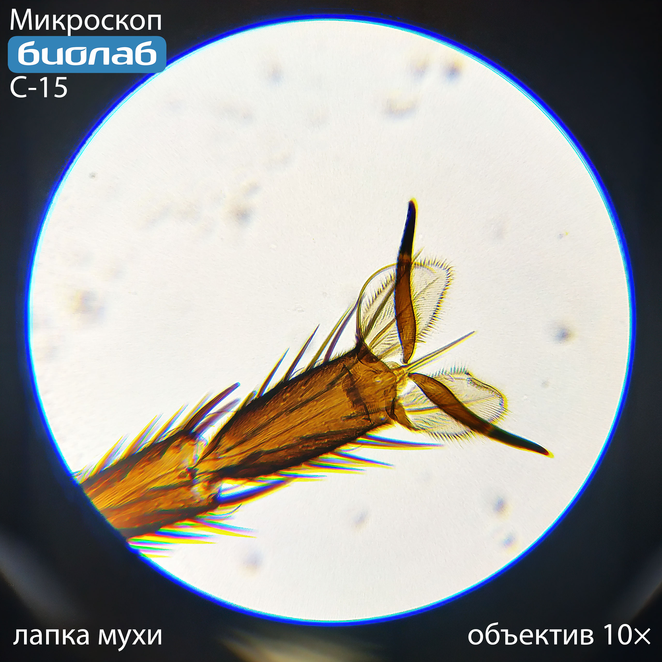 лапка мухи при увеличении 10х