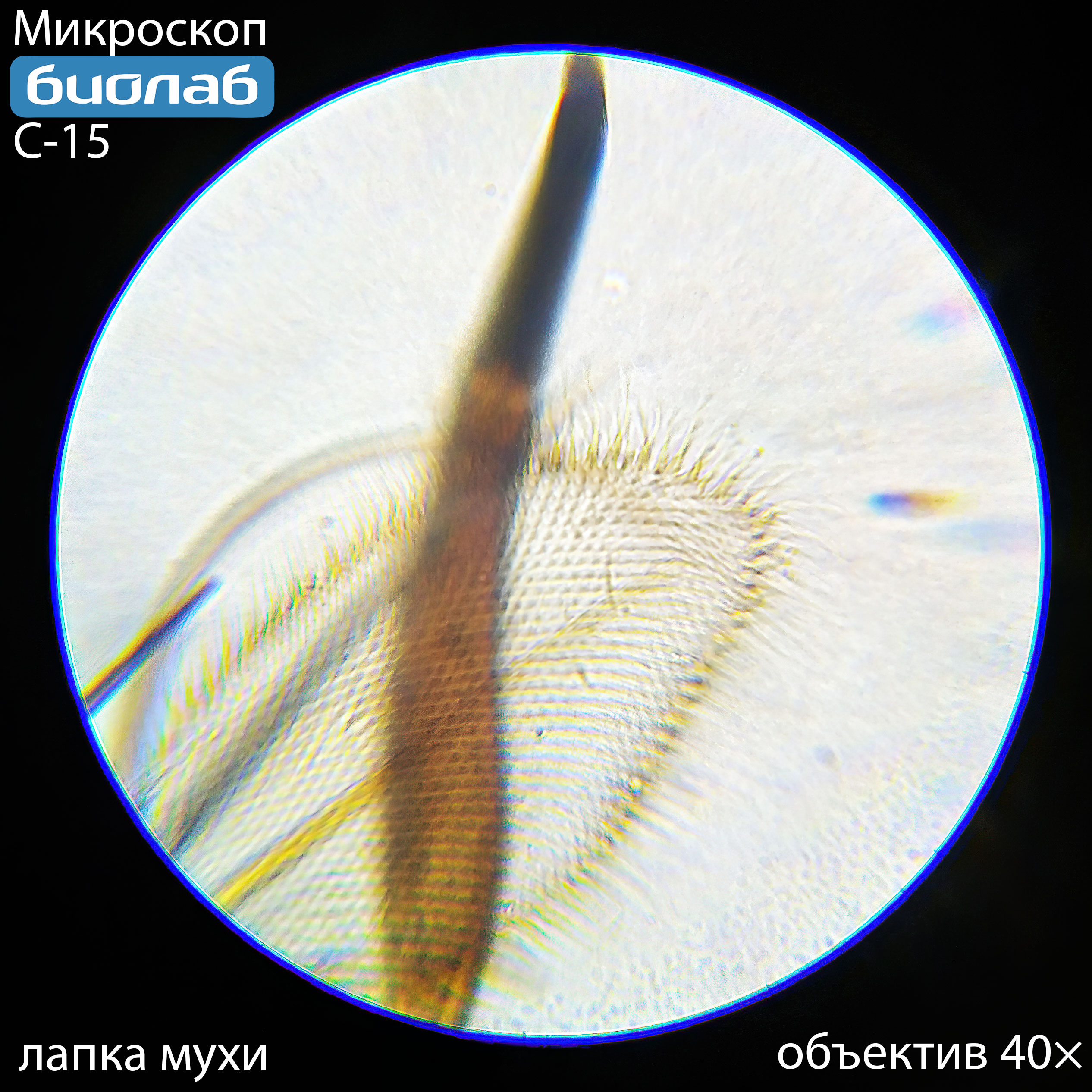 лапка мухи при увеличении 40х
