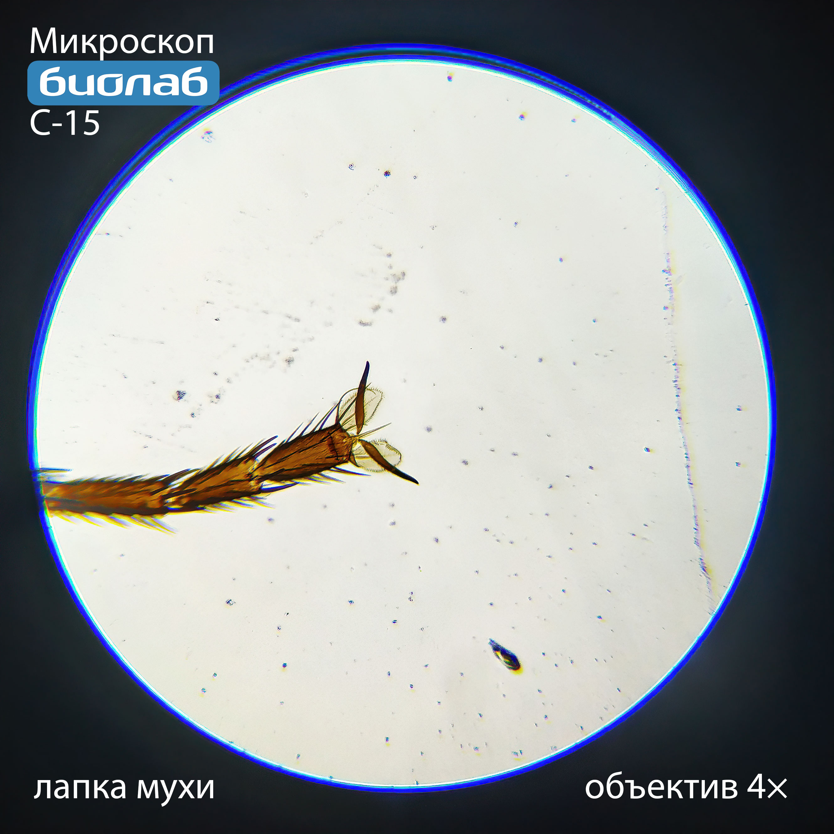 лапка мухи при увеличении 4х