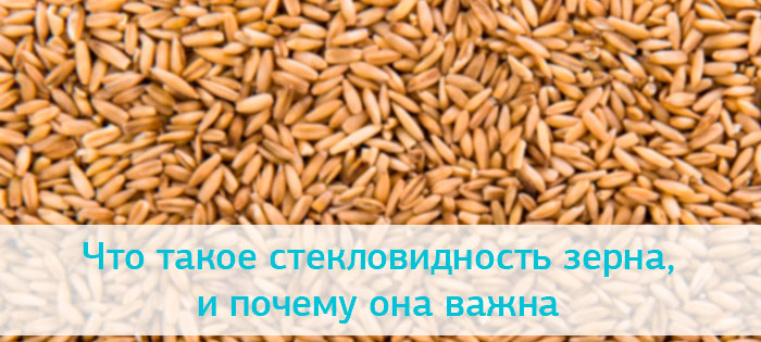 Что такое стекловидность зерна и почему эта характеристика важна